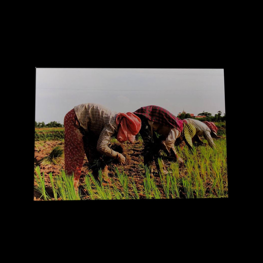 Rice Planting Card